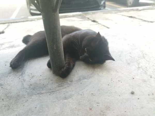 Μαύρη Αρσενική Γάτα Που Βουρτσίζει Καλλωπίζει Τον Δίμετρο Δρόμο — Φωτογραφία Αρχείου