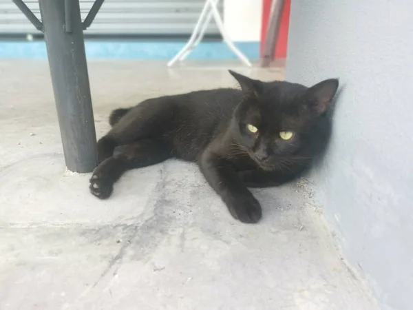 Preto Masculino Gato Escovação Grooming Pelo Cinco Foot Way — Fotografia de Stock