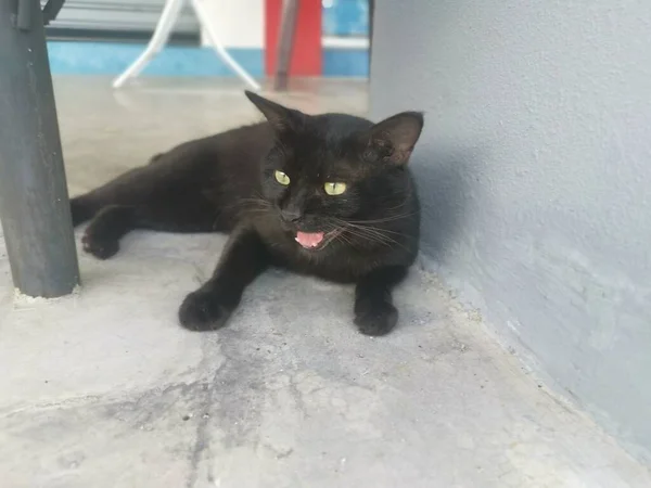 Preto Masculino Gato Escovação Grooming Pelo Cinco Foot Way — Fotografia de Stock