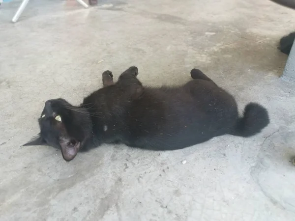 Preto Masculino Gato Escovação Grooming Pelo Cinco Foot Way — Fotografia de Stock