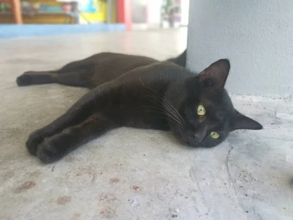 Preto Masculino Gato Escovação Grooming Pelo Cinco Foot Way — Fotografia de Stock