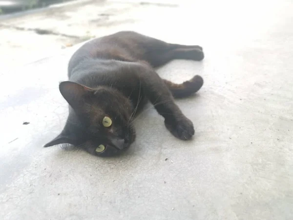 Preto Masculino Gato Escovação Grooming Pelo Cinco Foot Way — Fotografia de Stock