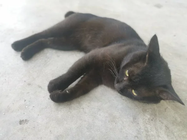 Schwarze Männliche Katze Beim Zähneputzen Oder Fellpflege Fünf Fuß Abstand — Stockfoto