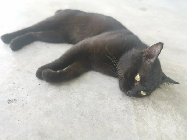 Preto Masculino Gato Escovação Grooming Pelo Cinco Foot Way — Fotografia de Stock