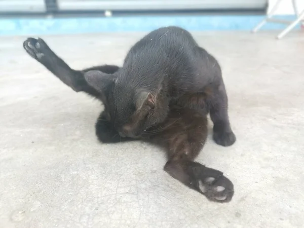 Schwarze Männliche Katze Beim Zähneputzen Oder Fellpflege Fünf Fuß Abstand — Stockfoto