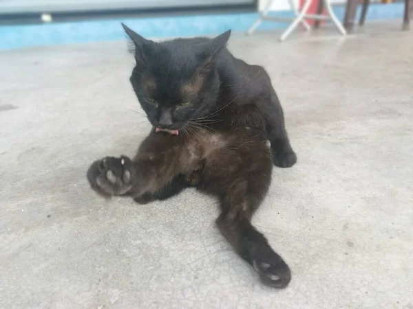 Siyah Erkek Kedi Metrelik Yolda Fırçalıyor Tımarlıyor — Stok fotoğraf