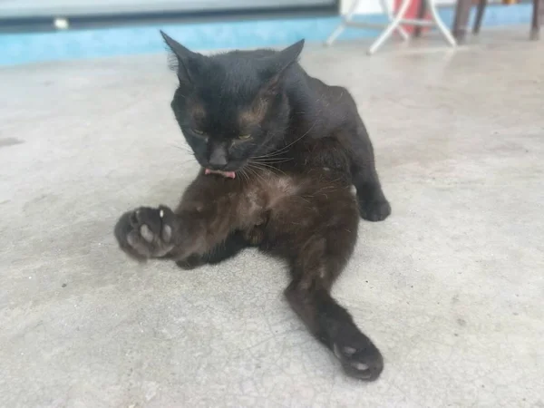 Chat Mâle Noir Brossant Toilettant Par Chemin Cinq Pieds — Photo