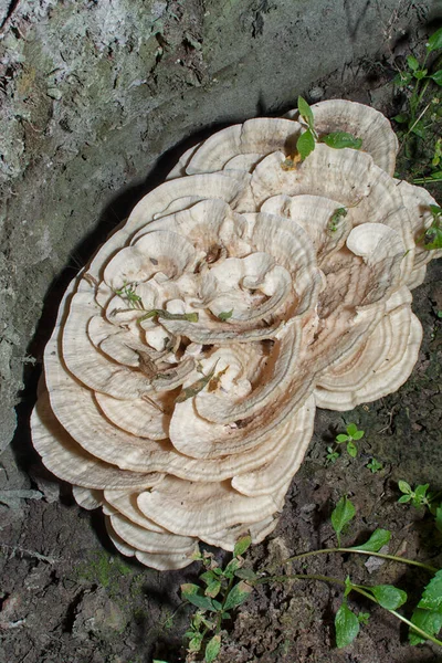 Image Bondarzewia Berkeleyi Fungi — Stock Photo, Image
