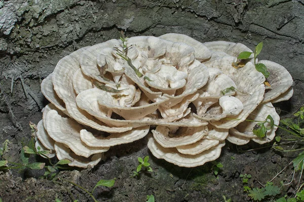 Image Bondarzewia Berkeleyi Fungi — Foto Stock