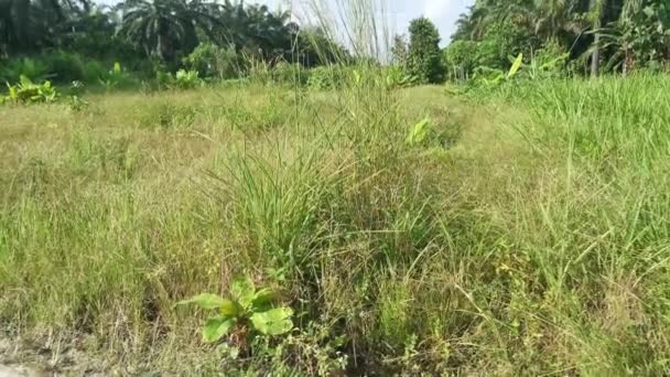 Scene Rond Struiken Van Wild Bristlegrass Veld — Stockvideo