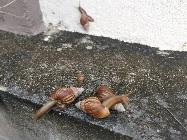 Achatina Fulica Csiga Mászik Körül Vízelvezető Fal — Stock Fotó