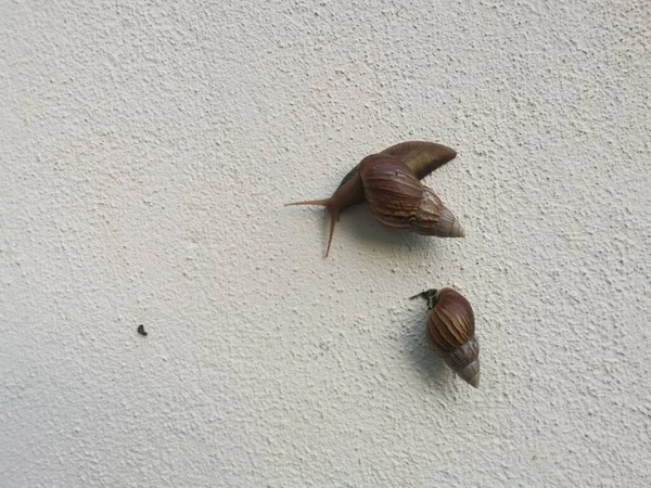 Ślimak Achatina Fulica Czołga Się Ścianie Odwadniającej — Zdjęcie stockowe