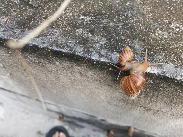 Achatina Fulica Caracol Arrastrándose Alrededor Pared Drenaje — Foto de Stock