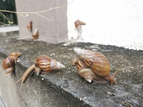 Achatina Fulica Snail Crawling Drainage Wall — 图库照片