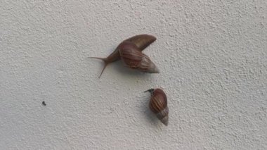 Achatina fulica salyangozu kanalizasyon duvarında sürünüyor..