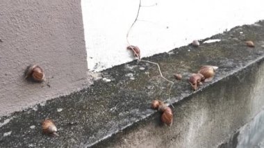 Achatina fulica salyangozu kanalizasyon duvarında sürünüyor..