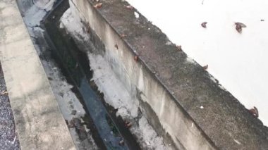 Achatina fulica salyangozu kanalizasyon duvarında sürünüyor..