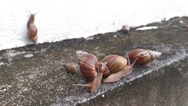 Achatina Fulica Snail Crawling Drainage Wall — Stock Video