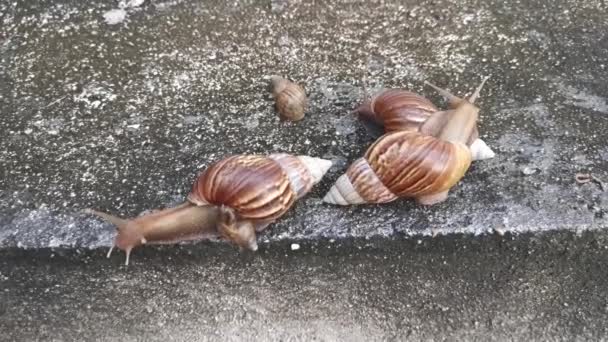 Achatina Fulica Snail Crawling Drainage Wall — Stock Video