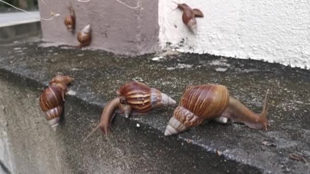 Achatina Fulica Slak Kruipen Rond Drainage Muur — Stockvideo