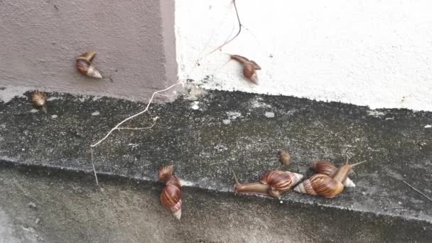 Achatina Fulica Slak Kruipen Rond Drainage Muur — Stockvideo