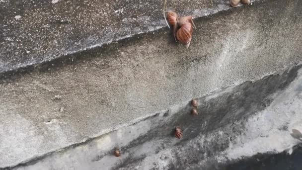 Achatina Fulica Slak Kruipen Rond Drainage Muur — Stockvideo