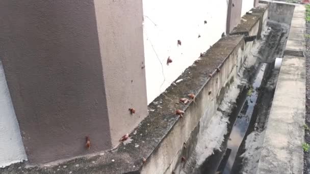 排水壁の周りを這うアチャチーナフリカカタツムリ — ストック動画