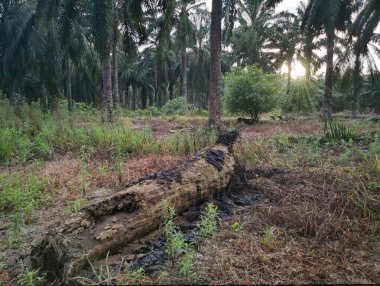 Hurma gövdesinin yanında parlak bir güneş ışığı vardır.