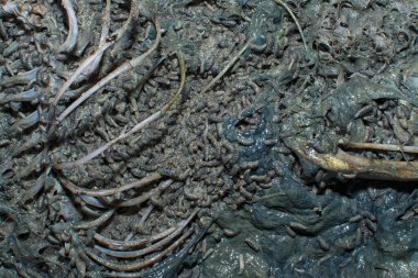 Kumlu zeminde ölü hayvan leşi var..