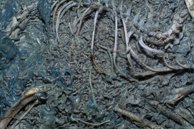 Kumlu zeminde ölü hayvan leşi var..