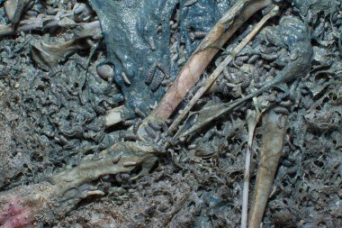 Kumlu zeminde ölü hayvan leşi var..