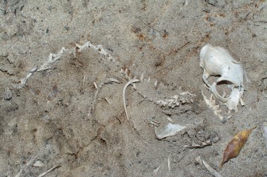 Kumlu zeminde ölü hayvan leşi var..