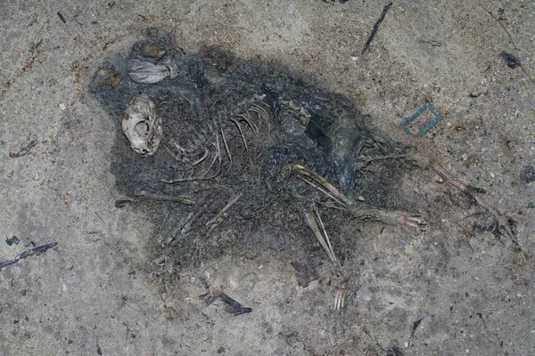 Carcasses Animaux Morts Sur Sol Sablonneux — Photo