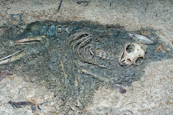 dead animal carcass on the sandy ground.