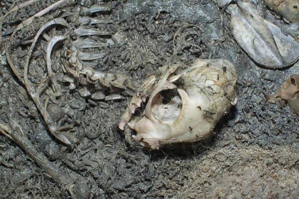dead animal carcass on the sandy ground.