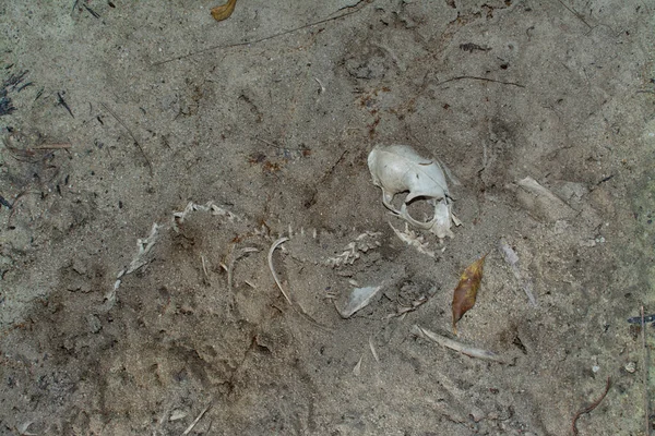 Dead Animal Carcass Sandy Ground — Stock Photo, Image