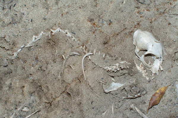 Νεκρό Σφάγιο Ζώου Στο Αμμώδες Έδαφος — Φωτογραφία Αρχείου