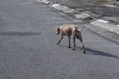 Yaşlı ve hasta sokak köpeği