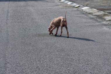 Yaşlı ve hasta sokak köpeği