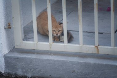 Kapıdan dışarı bakan korkunç bir kedi.