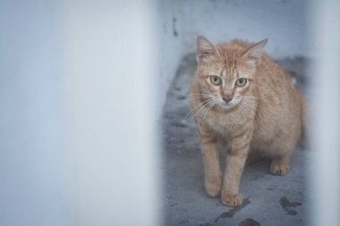 Kapıdan dışarı bakan korkunç bir kedi.