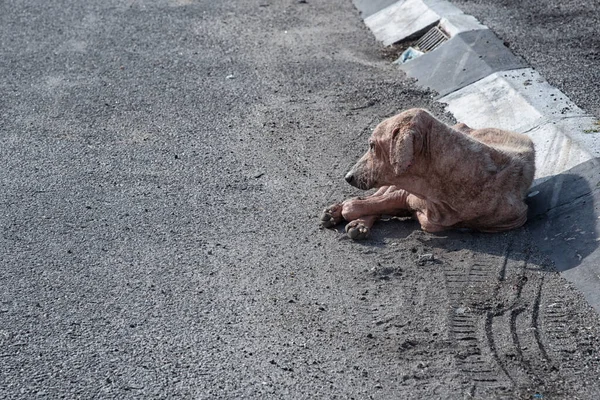 Γέρικο Και Άρρωστο Αδέσποτο Σκυλί Στο Δρόμο — Φωτογραφία Αρχείου