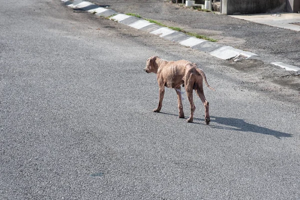 Old Sickly Stray Dog Street — Fotografia de Stock