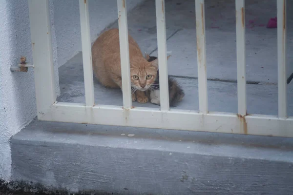 Fearful Cat Staring Out Gate — Fotografia de Stock