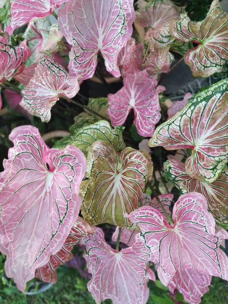 Kleurrijke Caladium Bladverliezende Kamerplant — Stockfoto