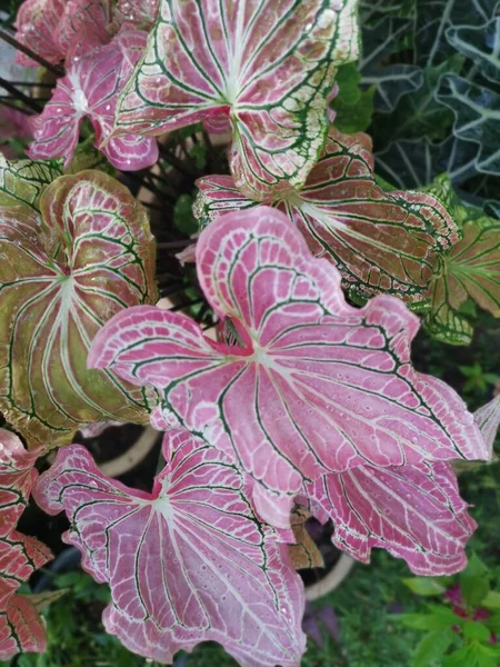 Colorful Caladium Leafy Houseplant — Stock Photo, Image