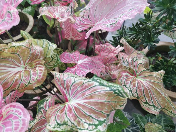 Kleurrijke Caladium Bladverliezende Kamerplant — Stockfoto