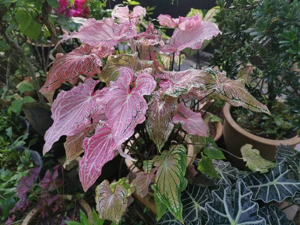 Kleurrijke Caladium Bladverliezende Kamerplant — Stockfoto