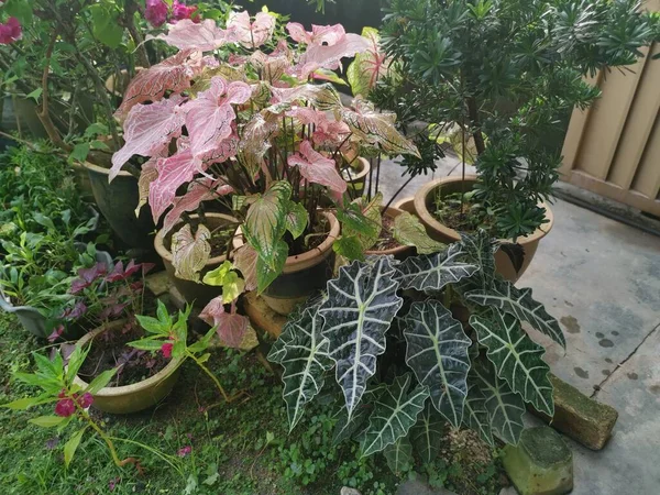 Caládio Colorido Planta Sala Folhosa — Fotografia de Stock