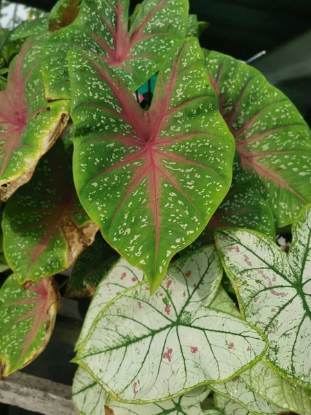 Renkli Kaladyum Yapraklı Bitki — Stok fotoğraf